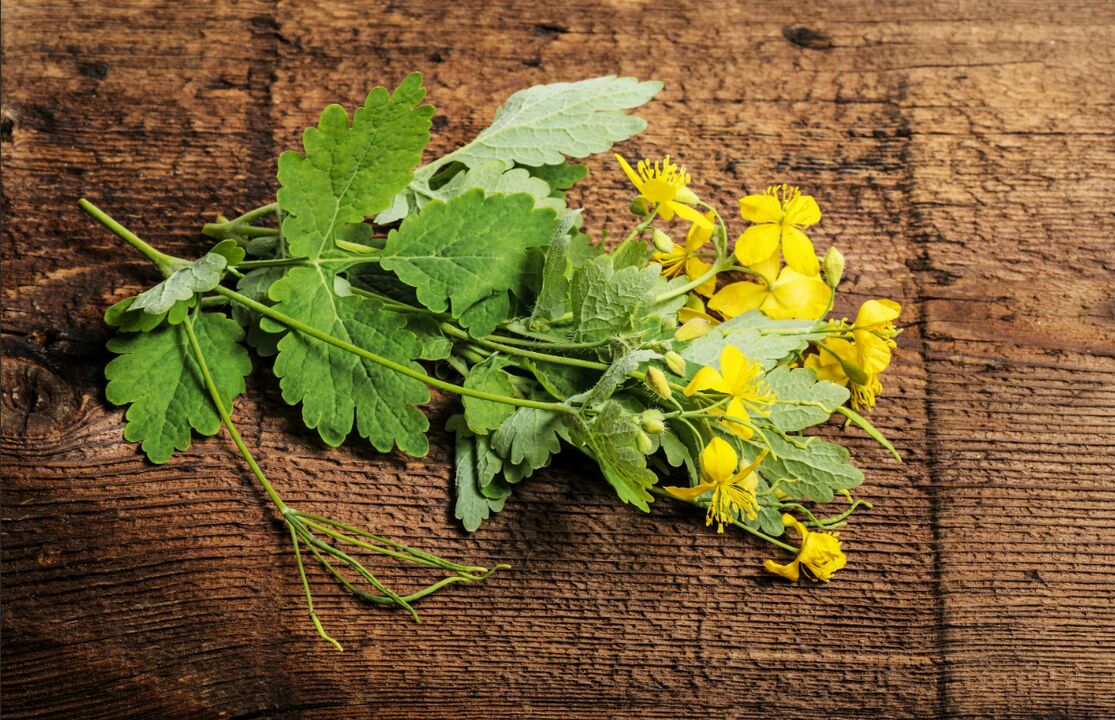 Celidonia - unha planta medicinal contra o fungo das unhas dos pés